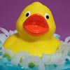 ducksoap16P