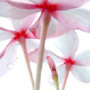 Allergen Free Fragrance Oils