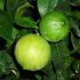 Bergamot FCF