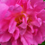Rose Absolute - Rosa damasascena