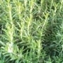 Rosemary Essential Oil