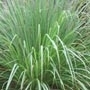 Lemongrass Essential Oil